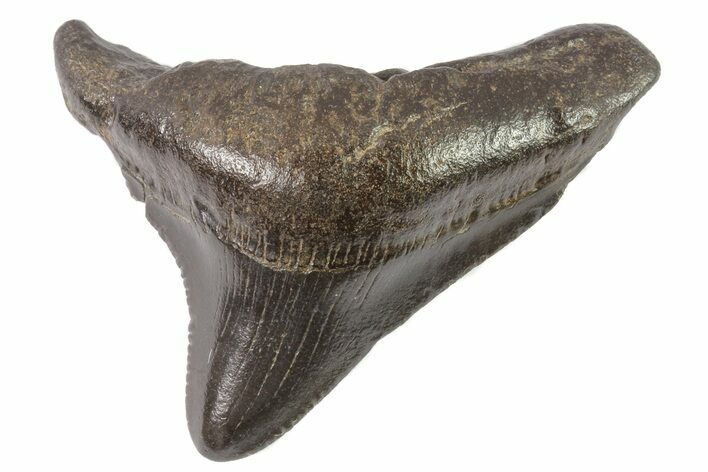 Juvenile Megalodon Tooth - Georgia #83643